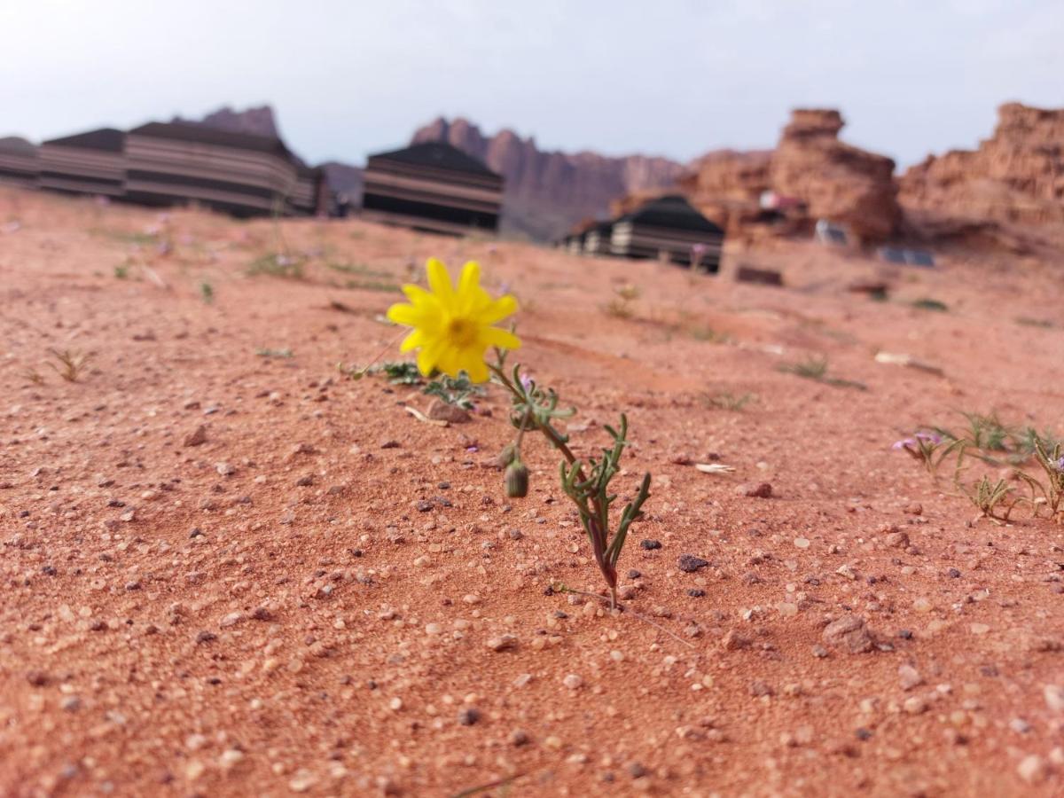 فندق Bedouin Future Camp وادي رم المظهر الخارجي الصورة