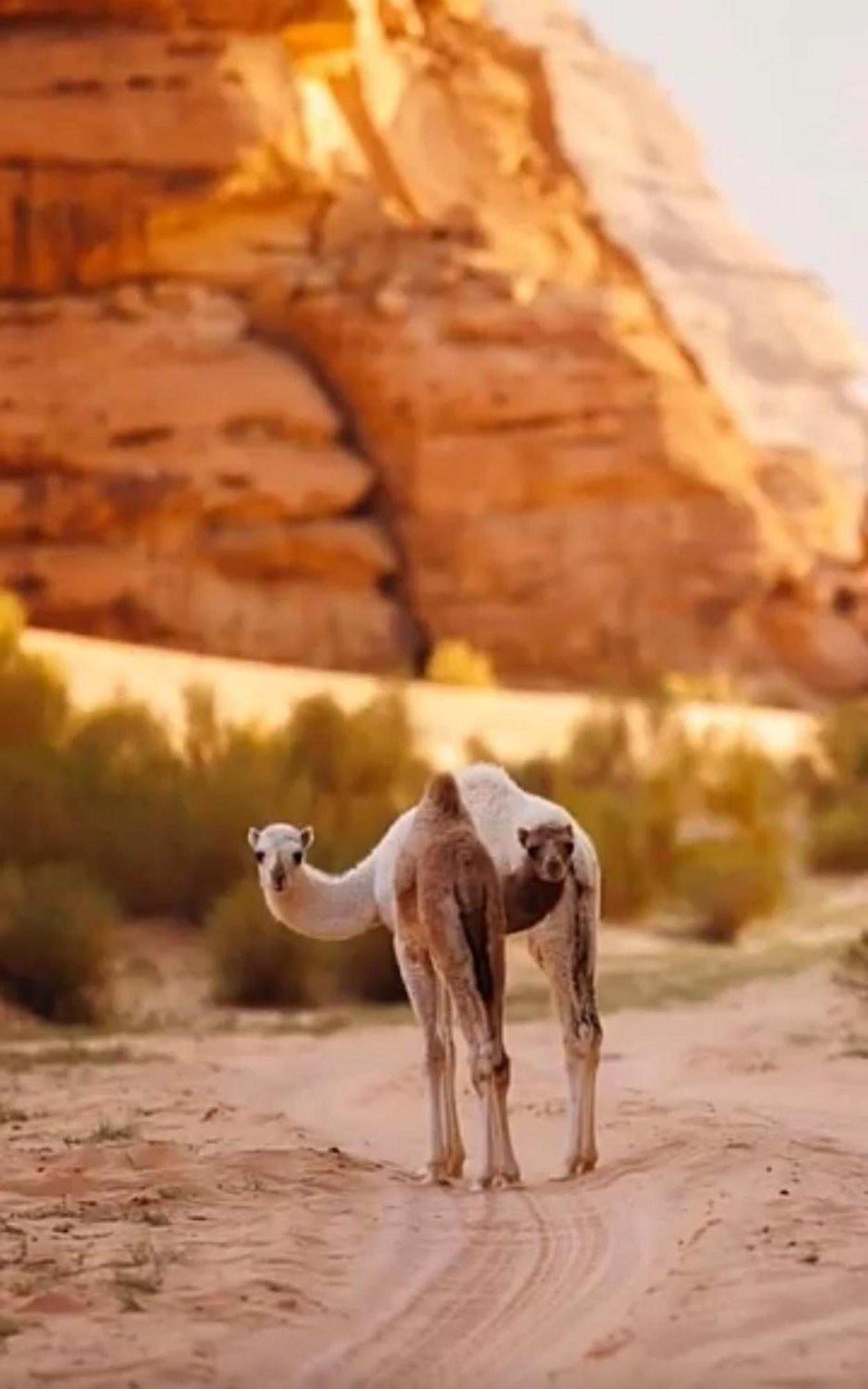 فندق Bedouin Future Camp وادي رم المظهر الخارجي الصورة